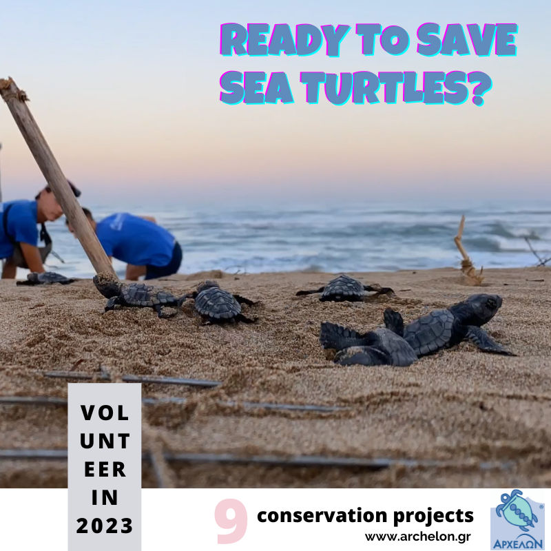 Volunteer and internship projects for sea turtle conservation and rescue in Greece