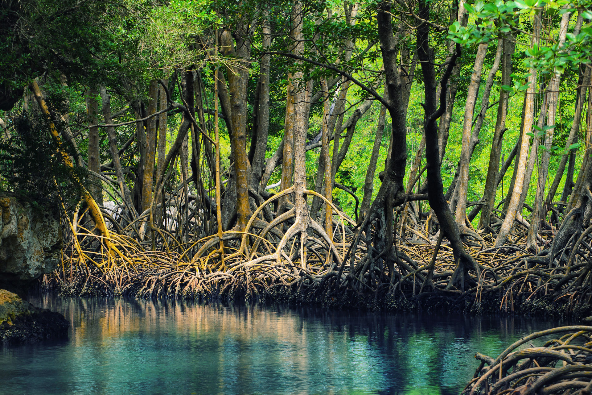 Lunar cycle makes mangroves flourish