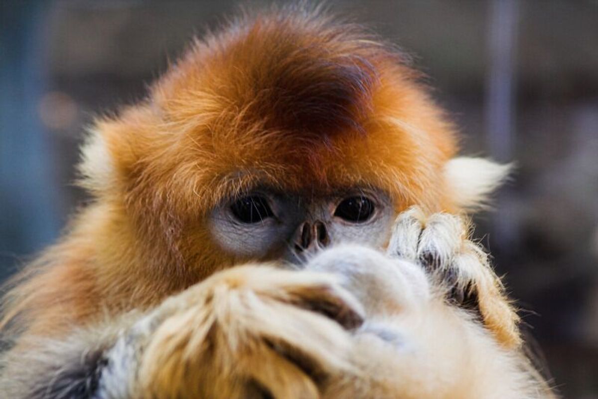Bas en z'n Beestjes: Snub-nosed monkey