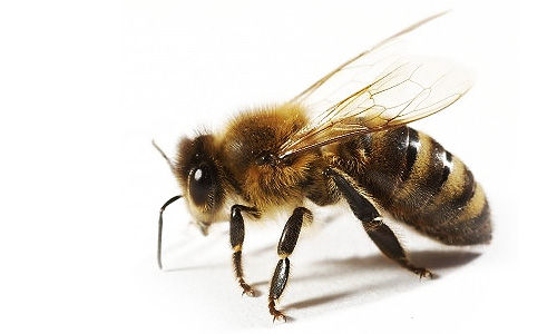 Africanized bees – Are they out to get us?