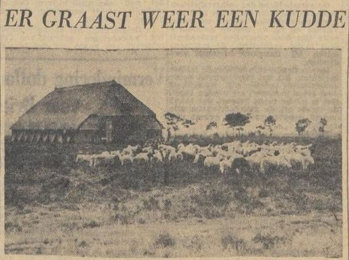 02_schaapskudde.jpg